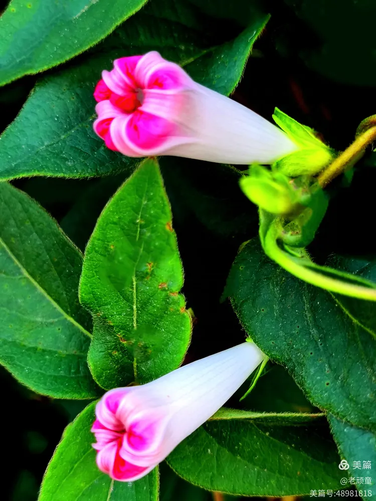 美丽的牵牛花苞